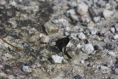 Codatractus alcaeus alcaeus