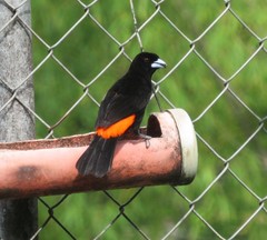 Ramphocelus flammigerus flammigerus