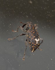 Bothynacrum storeoides