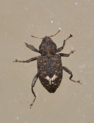 Bothynacrum storeoides