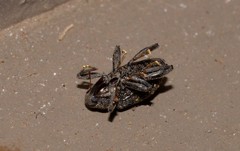 Bothynacrum storeoides