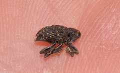 Bothynacrum storeoides