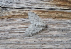 Trichopteryx carpinata