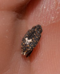 Bothynacrum storeoides