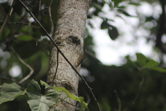 Archaeoprepona demophon centralis