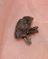 Bothynacrum storeoides