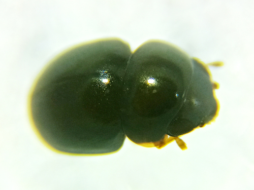Cybocephalus fodori