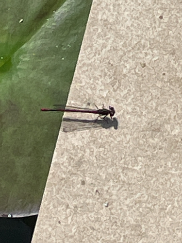 Large Red Damselfly