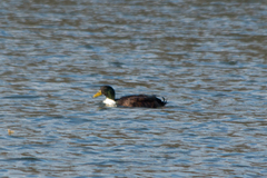 Anas platyrhynchos domesticus