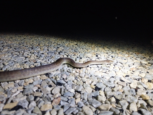 Children's Python