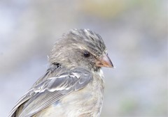 Crithagra leucoptera