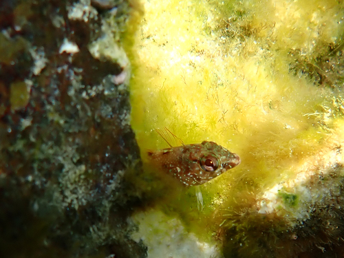 Clark Hubbs' triplefin (Lepidonectes clarkhubbsi) — Tripterygiidae