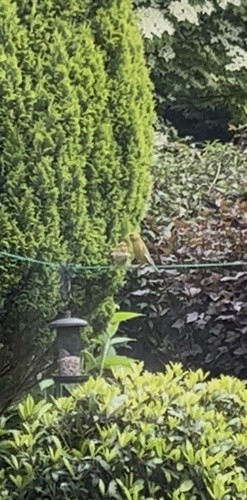 European Greenfinch