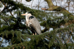 Ardea cinerea