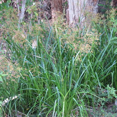 Rhynchospora corymbosa