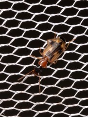 Anomotarus crudelis