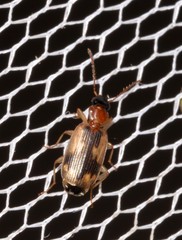 Anomotarus crudelis