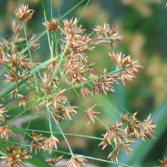 Rhynchospora corymbosa