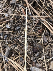 Pseudoroegneria spicata