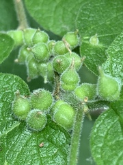 Celticecis celtiphyllia