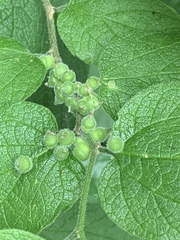 Celticecis celtiphyllia