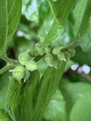 Celticecis celtiphyllia