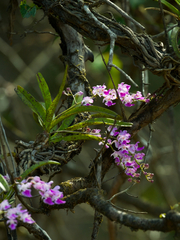 Aerides maculosa, photograph (c) Aadi Kulkarni, some rights reserved (CC BY)