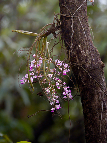 Aerides maculosa, photograph 2