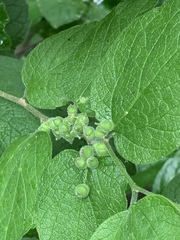 Celticecis celtiphyllia