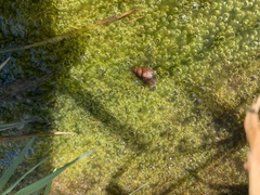 Potamopyrgus antipodarum
