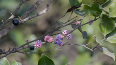 Memecylon umbellatum