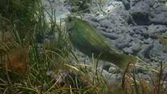 Leptoscarus vaigiensis