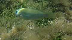 Leptoscarus vaigiensis