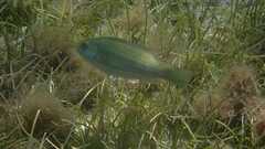 Leptoscarus vaigiensis