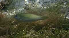 Leptoscarus vaigiensis