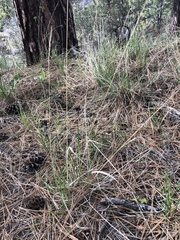 Pseudoroegneria spicata