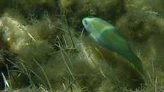 Leptoscarus vaigiensis