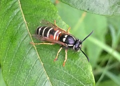 Vespula intermedia
