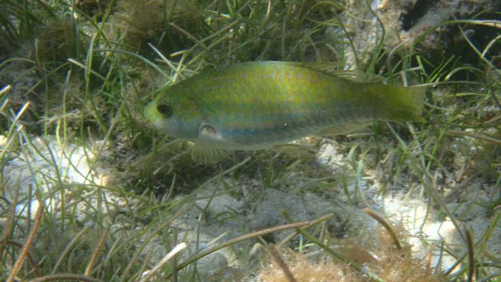 Marbled parrotfish