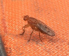 Dryomyza anilis