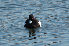 Aythya fuligula