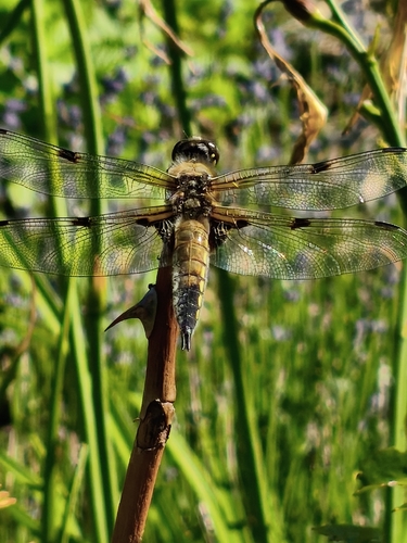 Four-spotted Skimmer