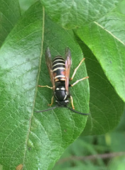 Vespula intermedia