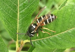 Vespula intermedia