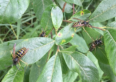 Vespula intermedia