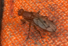 Dryomyza anilis
