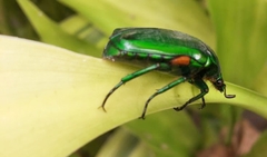 Heterorrhina elegans