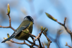 Cyanistes caeruleus