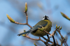 Cyanistes caeruleus