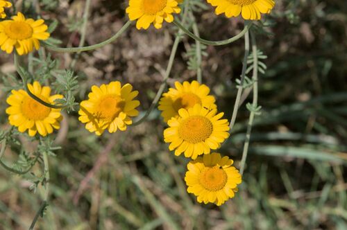 Golden marguerite
